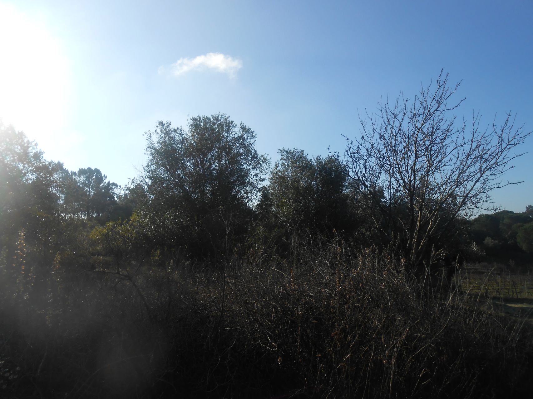 Terreno Florestal 2 / 5