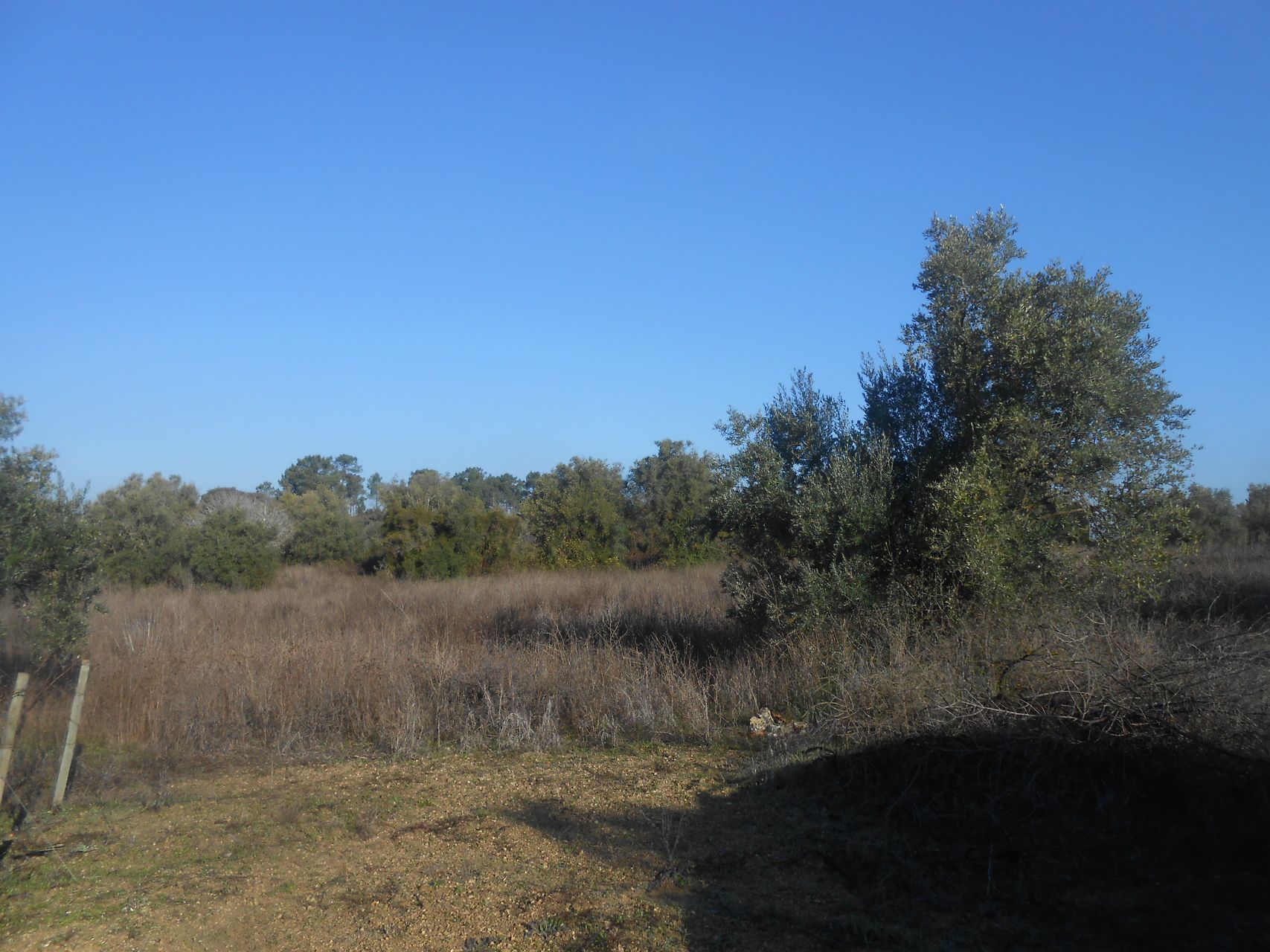 Terreno Florestal 3 / 5