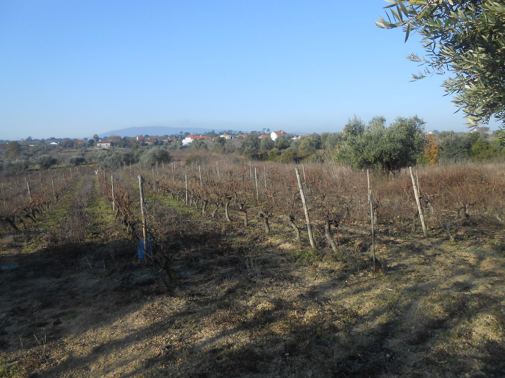 Terreno Florestal 4 / 5