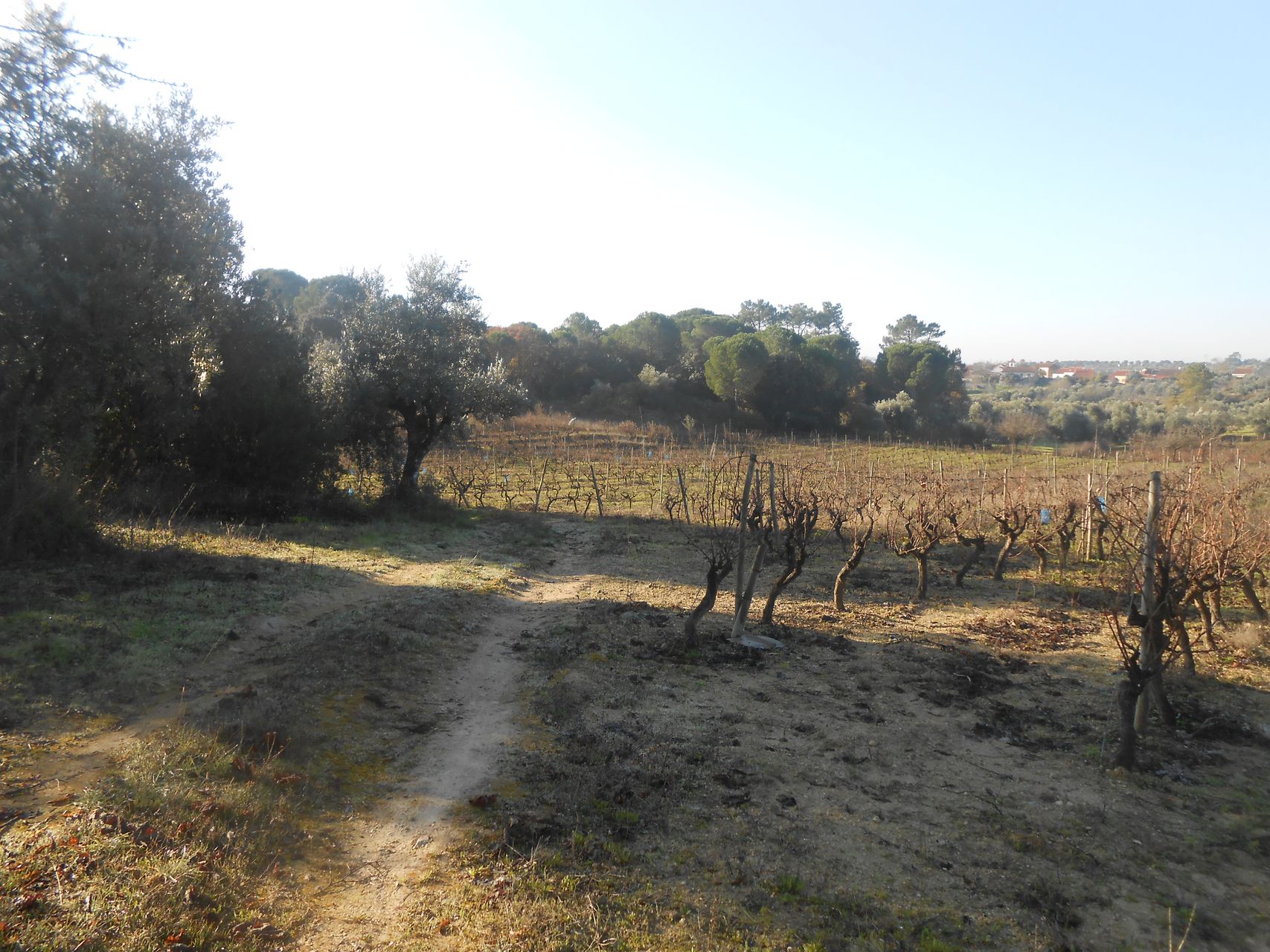 Terreno Florestal 1 / 5