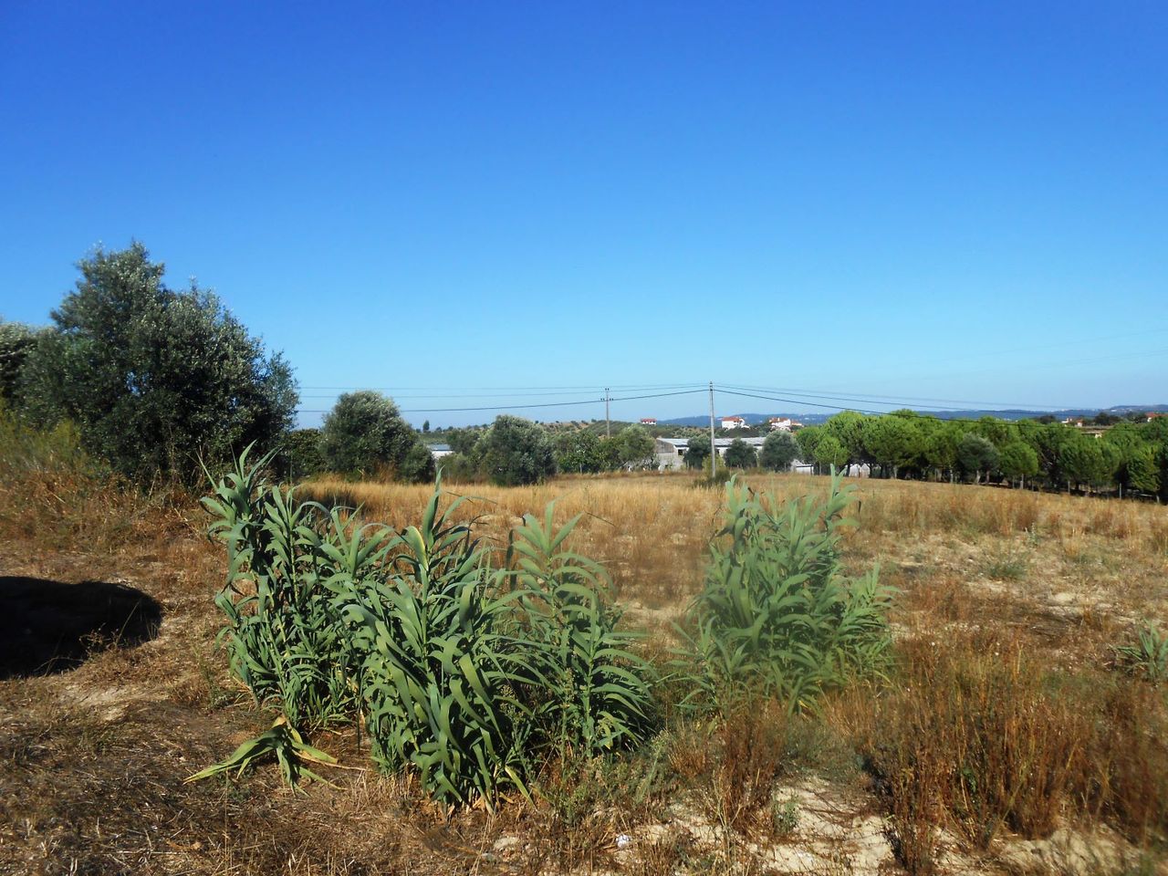 Terreno p/construção a cerca de 10 minutos do centro de Tomar 3 / 5