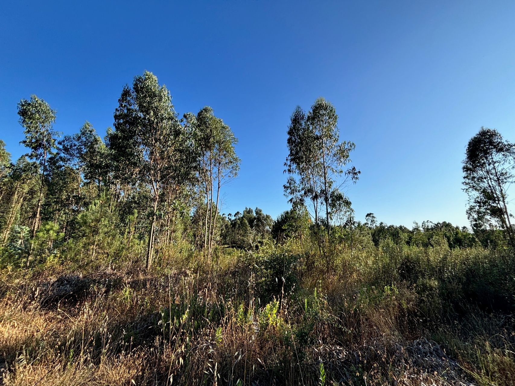Terreno Florestal 2 / 5