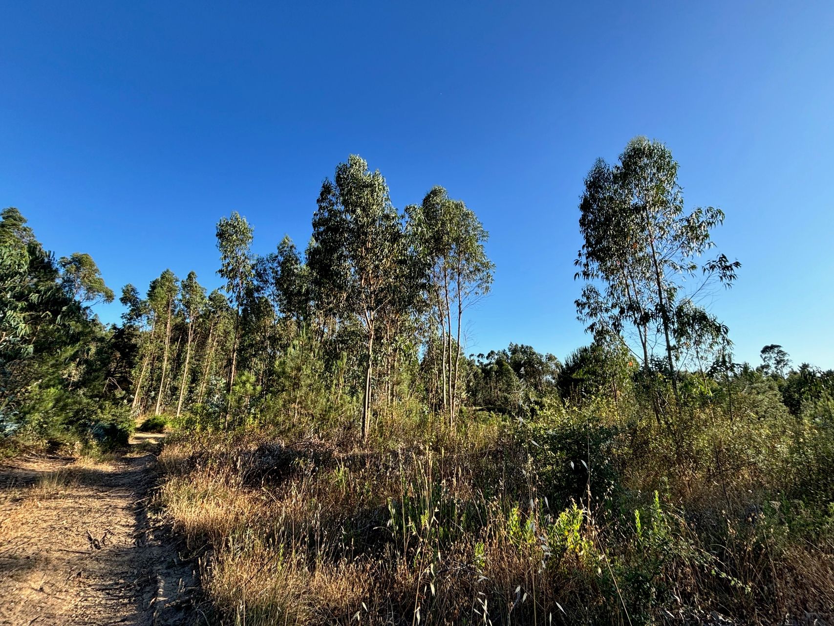 Terreno Florestal 3 / 5