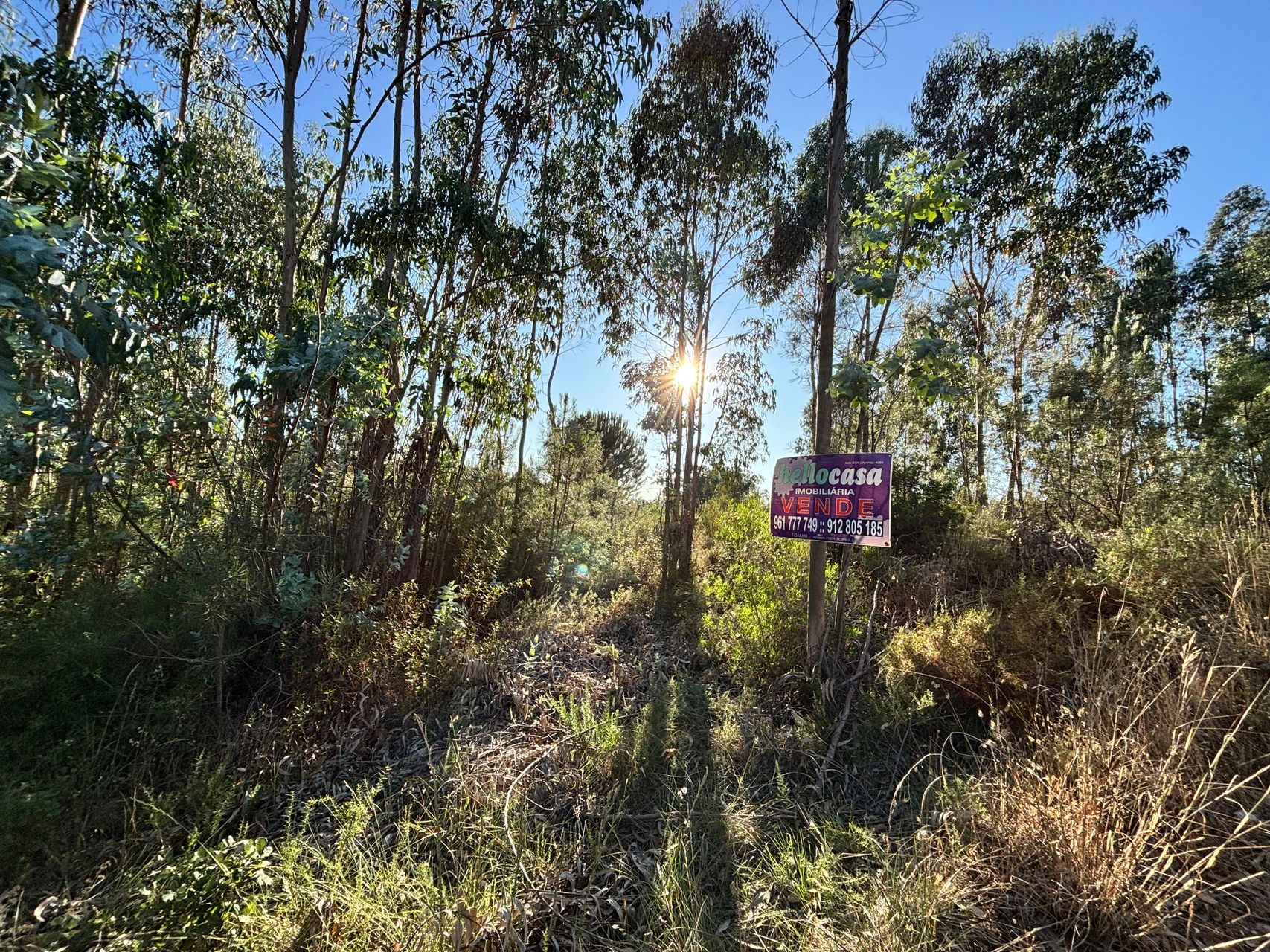 Terreno Florestal 1 / 5