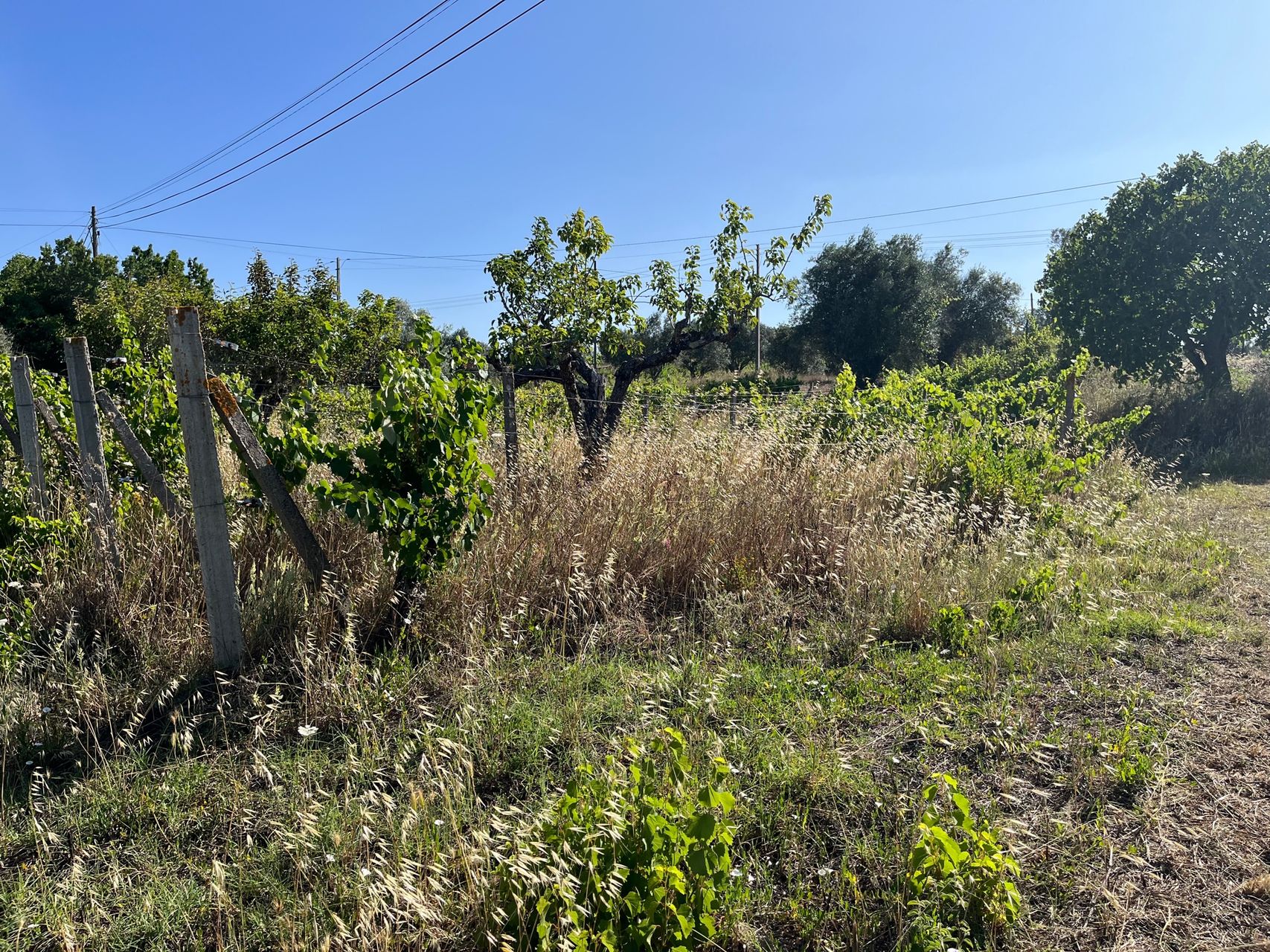 Terreno - agro-florestal 2 / 5