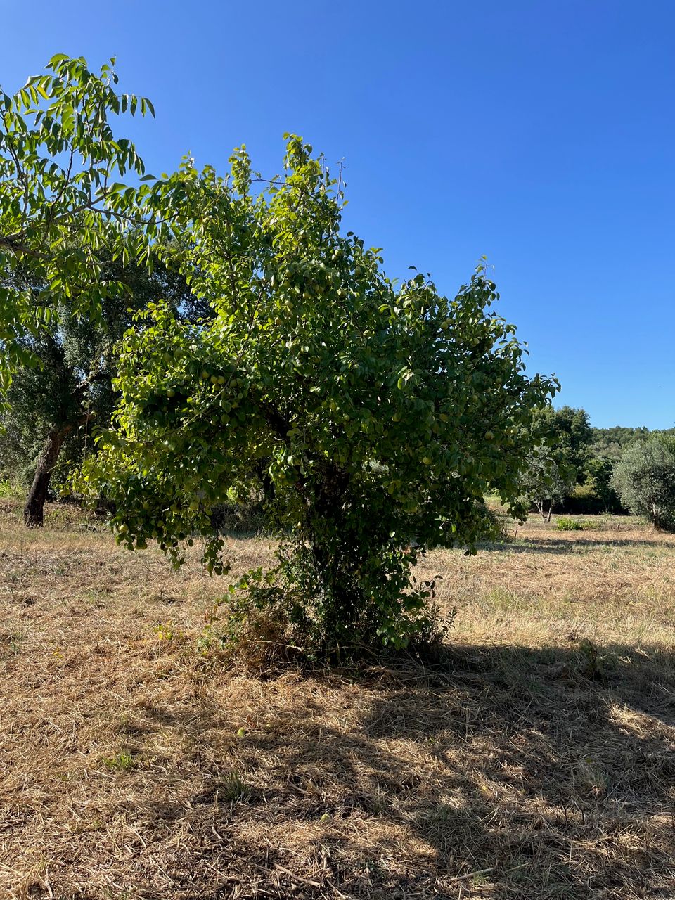 Terreno - agro-florestal 5 / 5